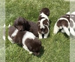 Small #7 Newfoundland