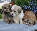 Small Photo #2 Mal-Shi Puppy For Sale in NARVON, PA, USA