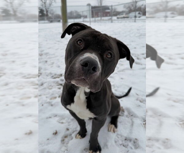Medium Photo #3 American Bulldog-Unknown Mix Puppy For Sale in La Porte, IN, USA