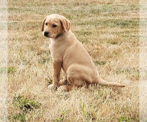 Labrador Retriever Puppy for sale in OLYMPIA, WA, USA