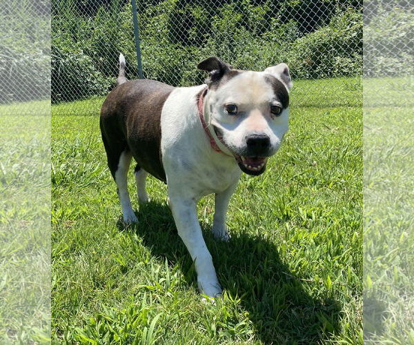 Medium Photo #7 Mutt Puppy For Sale in Virginia Beach, VA, USA