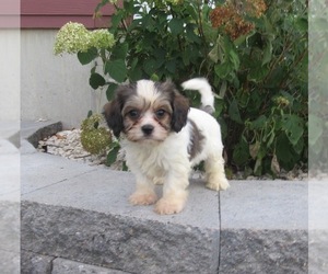 Cavachon Puppy for sale in LE MARS, IA, USA