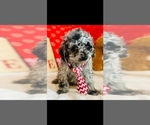 Small Photo #2 Poodle (Toy) Puppy For Sale in FORT LAUDERDALE, FL, USA
