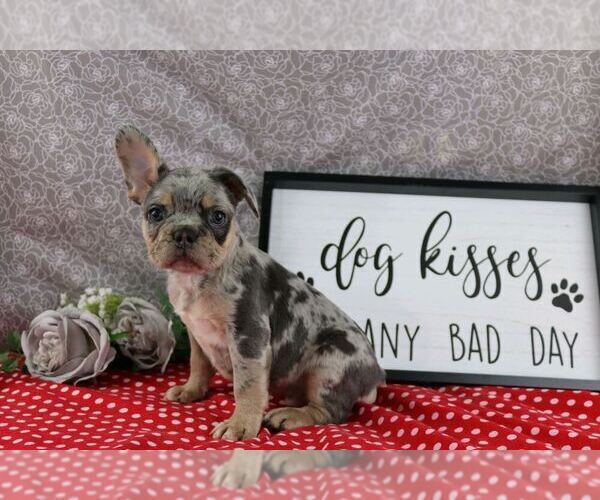 Medium Photo #1 French Bulldog Puppy For Sale in WOOSTER, OH, USA