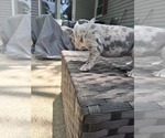 Small #2 French Bulldog