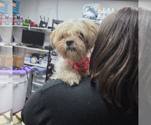 Amaya - Female Mutt Dog for Adoption - Photo #3