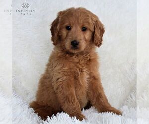 Goldendoodle-Poodle (Miniature) Mix Puppy for sale in GORDONVILLE, PA, USA