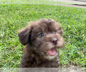Havachon Puppy for sale in FRANKLIN, TN, USA
