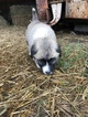 Small Photo #6 Anatolian Shepherd-Great Pyrenees Mix Puppy For Sale in ROBSTOWN, TX, USA