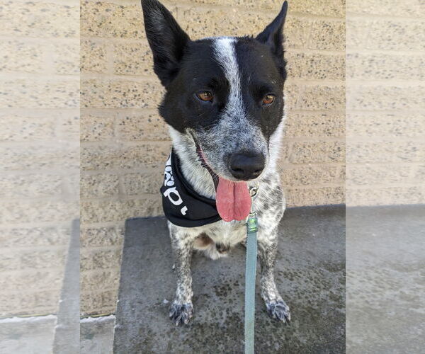 Medium Photo #4 Mutt Puppy For Sale in Menifee, CA, USA