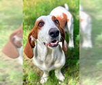 Small #3 Basset Hound