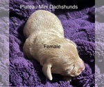Small #2 Dachshund