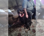 Small Photo #6 Rottweiler Puppy For Sale in PINE KNOT, KY, USA