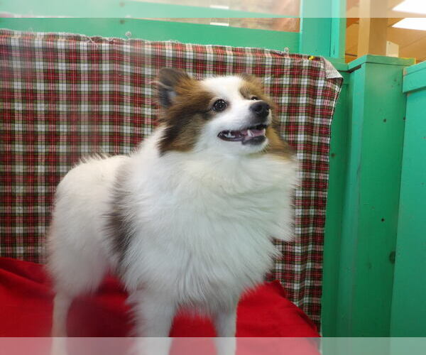 Medium Photo #4 Pomeranian Puppy For Sale in PATERSON, NJ, USA