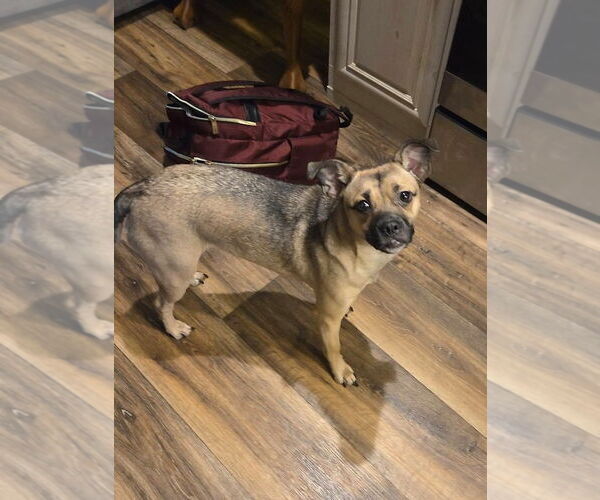 Medium Photo #2 Pug-Unknown Mix Puppy For Sale in Wakefield, RI, USA