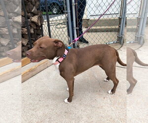 Reese - Female Mutt Dog for Adoption - Photo #5