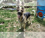 Small #14 German Shepherd Dog