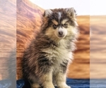 Small #4 Pomsky
