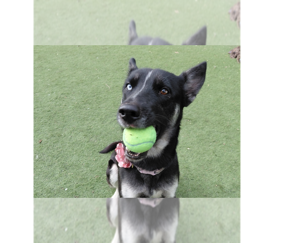 Medium Photo #1 German Shepherd Dog Puppy For Sale in Cupertino, CA, USA