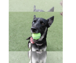 German Shepherd Dog Dogs for adoption in Cupertino, CA, USA