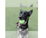 Small German Shepherd Dog