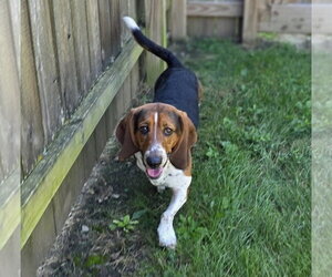 Basset Hound Dogs for adoption in Brookville, OH, USA