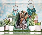 Small Photo #7 Chihuahua Puppy For Sale in CHARLESTON, AR, USA