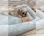 Small Photo #8 Poodle (Miniature)-Zuchon Mix Puppy For Sale in HTFD, CT, USA