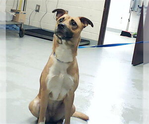 Black Mouth Cur-Unknown Mix Dogs for adoption in Fayetteville, NC, USA