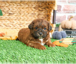 Image preview for Ad Listing. Nickname: Dexter