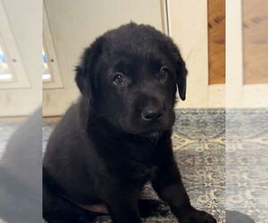 Labrador Retriever-Unknown Mix Dogs for adoption in Bolivar, MO, USA