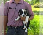 Puppy Rosie Australian Cattle Dog-Border Collie Mix