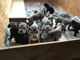 Great Dane Puppy for sale in OTEGO, NY, USA