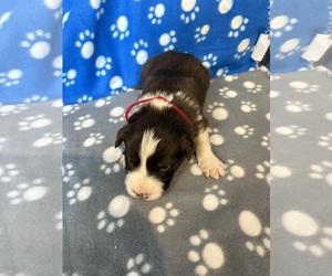 Border Collie Puppy for sale in SALEM, IN, USA