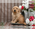 Small #2 English Cream Golden Retriever