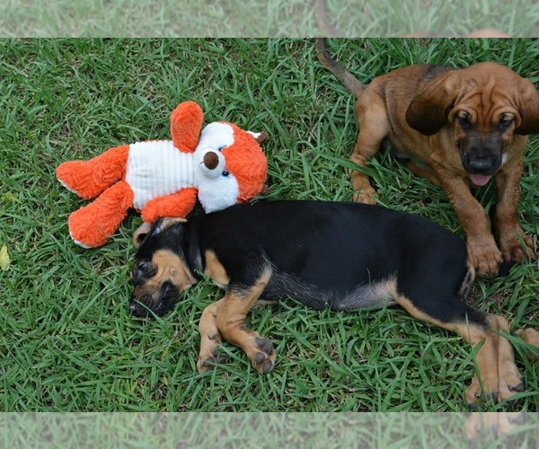 Medium Photo #20 Bloodhound Puppy For Sale in CORNING, AR, USA