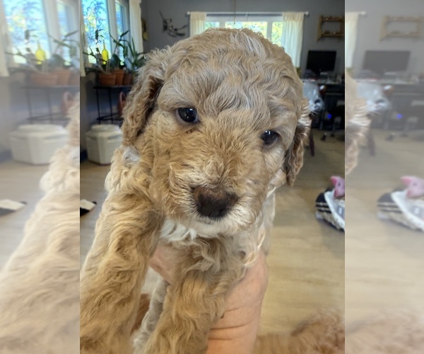 Medium Photo #2 Goldendoodle (Miniature) Puppy For Sale in CARNEGIE, PA, USA