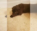 Small Photo #2 Labrador Retriever Puppy For Sale in FREMONT, CA, USA