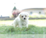 Small #4 Maltese