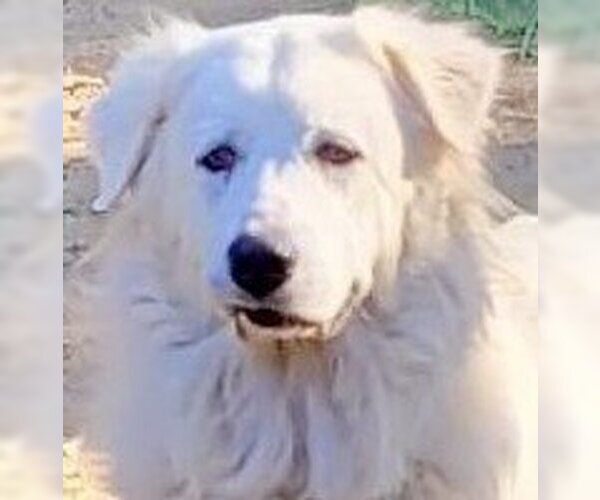 Medium Photo #13 Great Pyrenees Puppy For Sale in Spring, TX, USA