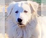 Small #12 Great Pyrenees