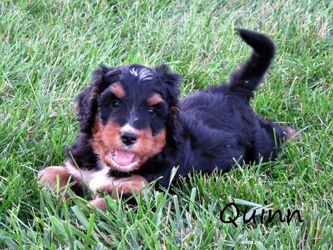 Medium Photo #1 Bernedoodle Puppy For Sale in LOGANSPORT, IN, USA