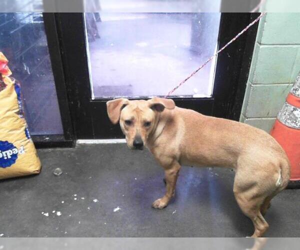 Medium Photo #1 Labrador Retriever-Unknown Mix Puppy For Sale in Tulsa, OK, USA