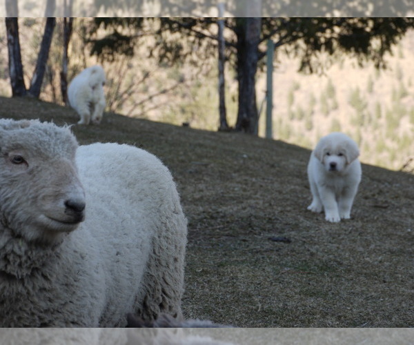 Medium Photo #16 Great Pyrenees-Tibetan Mastiff Mix Puppy For Sale in Lillooet, British Columbia, Canada