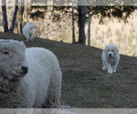 Small Photo #16 Great Pyrenees-Tibetan Mastiff Mix Puppy For Sale in Lillooet, British Columbia, Canada