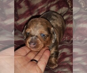 Dachshund Puppy for sale in CLEBURNE, TX, USA