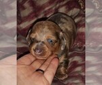 Small Dachshund