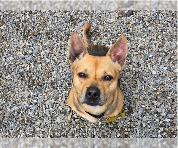 Medium Photo #2 German Shepherd Dog-Unknown Mix Puppy For Sale in Sayreville, NJ, NJ, USA