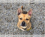 Small #1 German Shepherd Dog Mix