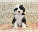 Small #2 Miniature Bernedoodle